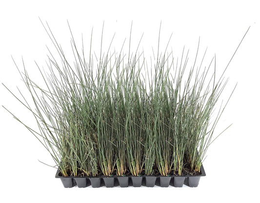 Blue Arrows Rush Grass - Juncus Inflexus - Live Plants - Drought Tolerant Low Maintenance