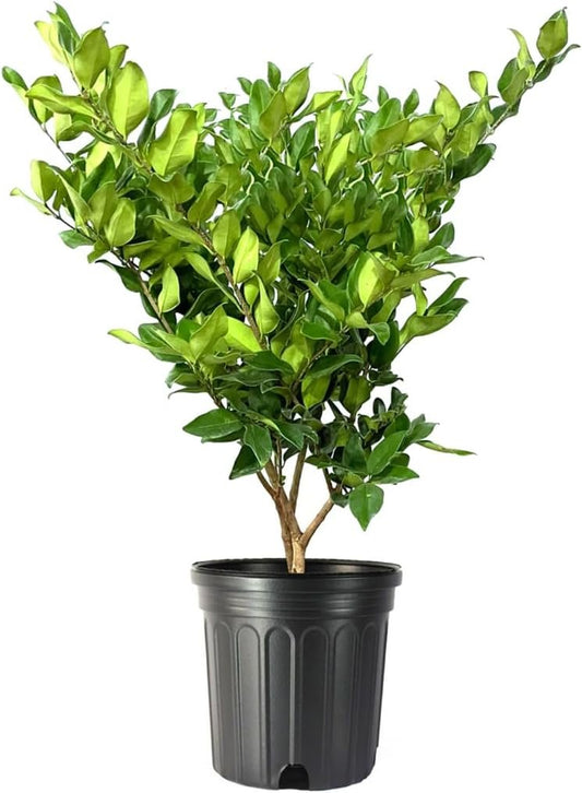 Ligustrum Lucidum Waxleaf | Extra Large 3 Gallon Plants | Lustrous Garden Shrub | Ideal for Privacy & Hedges | Durable Outdoor Greenery