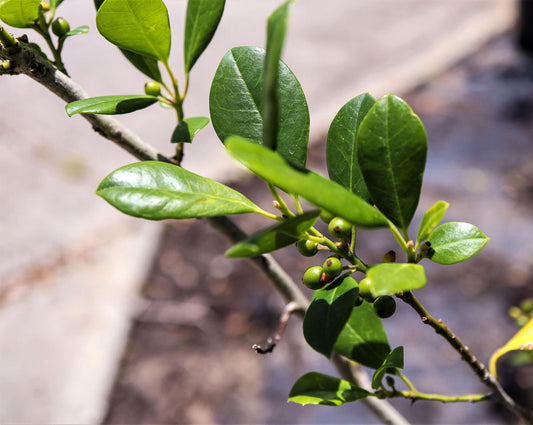 Eagleston Holly Ilex | Large Gallon Size Plants | Low Maintenance Evergreen Hedge Tree Beautiful Red Berries