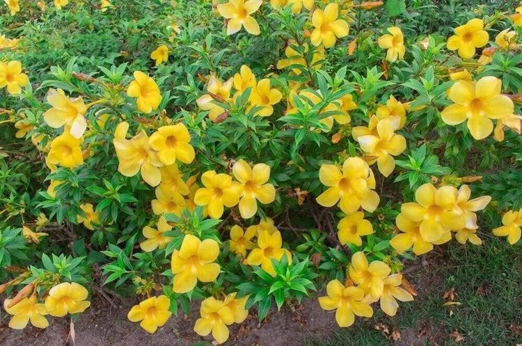 Allamanda Bush | Extra Large Gallon Plant | Allamanda Cathartica | Vibrant Yellow Flowers | Tropical Landscape Accent