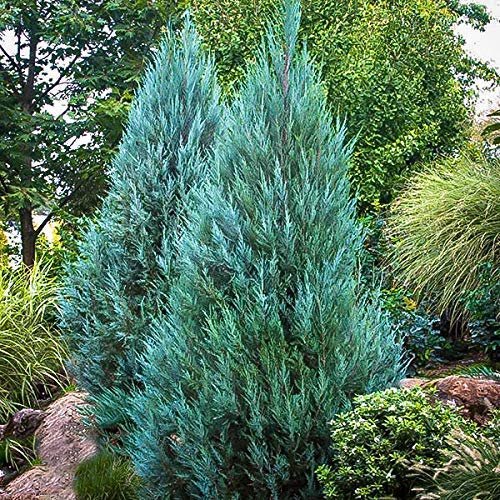 Blue Point Juniper - Live Trees - Juniperus Chinensis - Evergreen Screening Plant