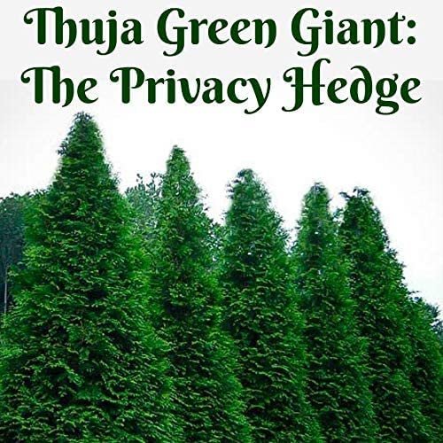 Thuja Green Giant Arborvitae - Live Trees 2" Pot Size - Evergreen Privacy Plants