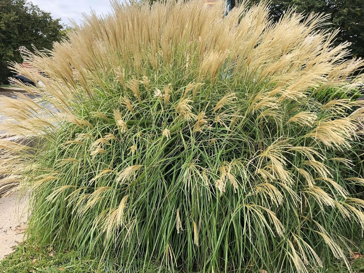 Adagio Maiden Grass | Live 4 Inch Pots | Miscanthus Sinensis | Fast Growing Cold Hardy Ornamental Plants