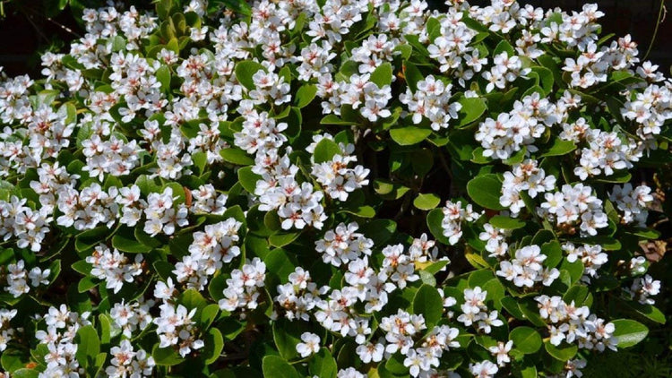 Indian Hawthorn - Live Plants - Rhaphiolepis Indica Alba - Flowering Evergreen Shrub