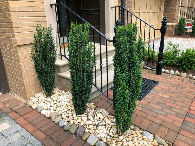 Sky Pencil Holly | Extra Large Gallon Plants | Ilex crenata 'Sky Pencil' | Vertical Garden Accent | Ideal for Tight Spaces