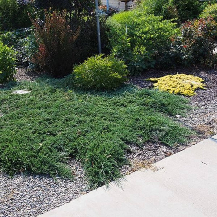 Bar Harbor Juniper | Live Inch Pot | Juniperus horizontalis 'Bar Harbor' | Perfect Lush Ground Cover & Landscape Accent | Drought Resistant & Low Maintenance