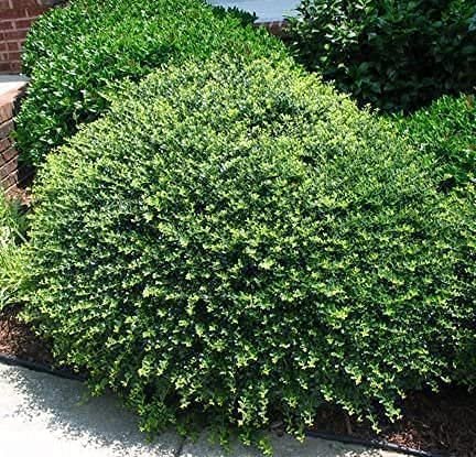 Japanese Holly | Large Gallon Size Plants | Ilex Compacta Crenata | Low Maintenance Evergreen Foundation Shrub