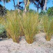 Sand Cord Grass | Extra Large 3 Gallon Plants | Spartina pectinata | Lush Landscape Focal | Garden Vibrancy