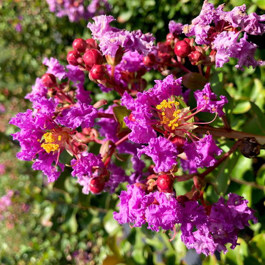 Crape Myrtle Twilight | Extra Large Gallon Plants | Lagerstroemia Indica 'Twilight' | Vibrant Blooms | Drought Tolerant