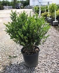 Compacta Holly Ilex | Extra Large 3 Gallon Plant | Ilex crenata 'Compacta' | Dense Foliage Evergreen | Ideal for Landscaping