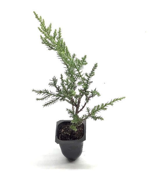 Kallay Juniper - Live Plants - Juniperus Chinensis - Drought Tolerant Cold Hardy Evergreen Ground Cover