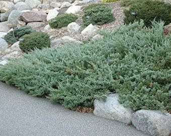 Sea Spray Juniper - Live Plants - Juniperus Chinensis - Drought Tolerant Cold Hardy Evergreen Ground Cover