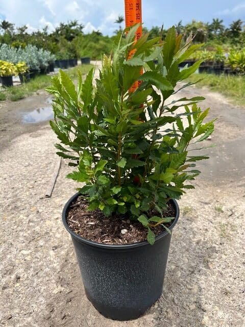 Wax Myrtle | Live Gallon Size Plants | Myrica Cerifera | Ideal for Natural Landscaping | Fragran, Fast-Growing & Hardy (3 Plants)