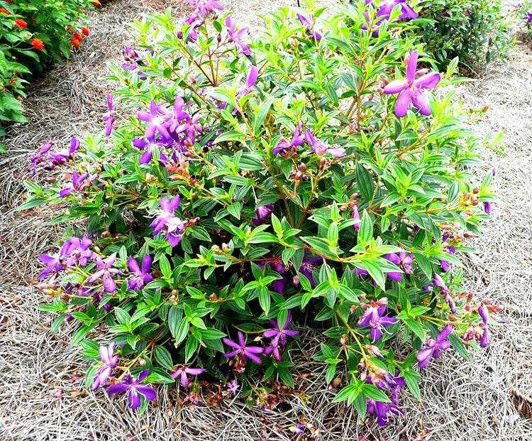 Tibouchina Dwarf Princess Flower I Live Plants I Lepidotal Compact Size, Eye-Catching Purple Blooms, Heat-Tolerant, Ideal for Small Gardens and Containers