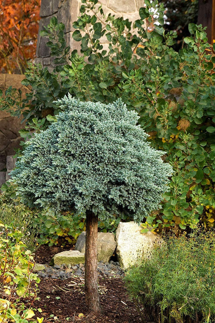 Blue Star Juniper - Live Plants - Juniperus Squamata - Low Maintenance Evergreen Groundcover