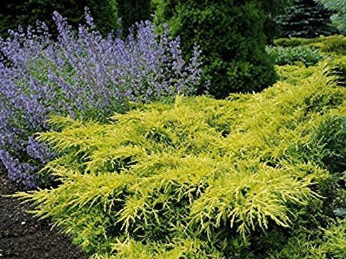 Gold Star Juniper - Live Plants - Juniperus Chinensis - Drought Tolerant Cold Hardy Evergreen Ground Cover