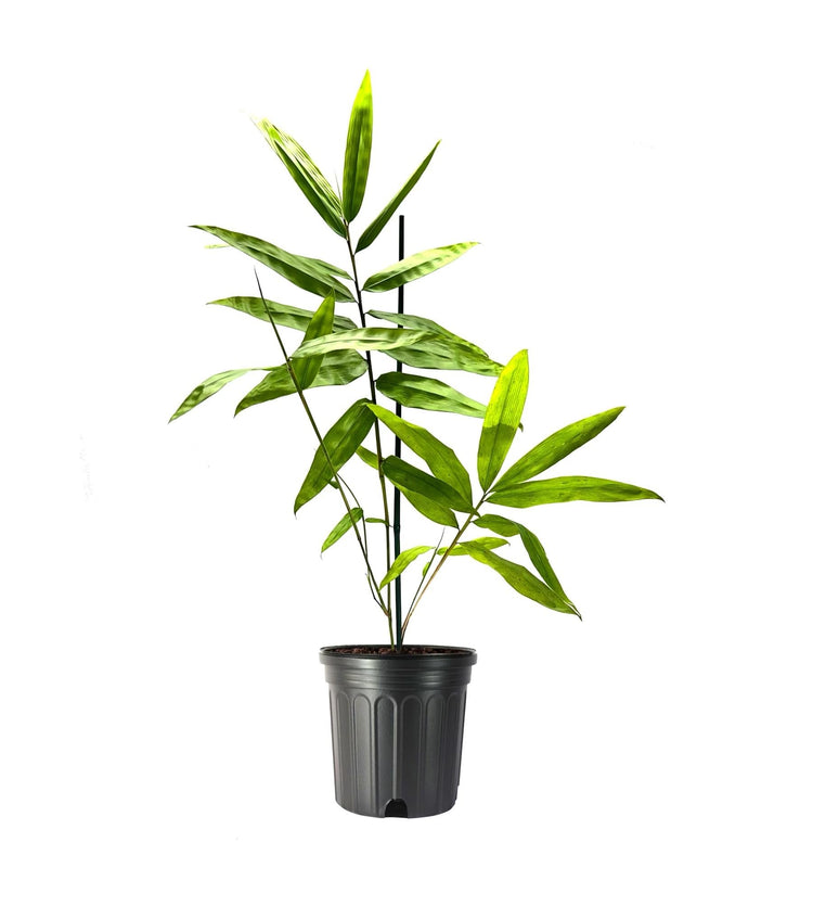 Black Bamboo | Dendrocalamus Asper Hitam | Live Plants | Exotic Tropical Decor | Fast Growing Privacy Screen | Unique & Hardy