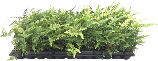 Autumn Fern Dryopteris Erythrosora | Live Plants | Lush Green Foliage | Easy to Grow | Perfect for Indoor and Outdoor Gardens | Vibrant Seasonal Color