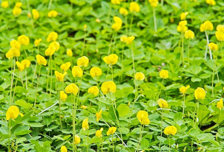 Ornamental Peanut Grass | Live Plants | Arachis Glabrata | Drought Tolerant Low Maintenance Turf Groundcover