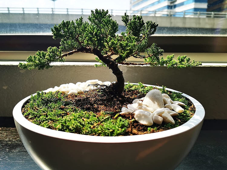 Shimpaku Juniper | Live 4 Inch Pots | Pre-Bonsai Juniperus Chinensis Plants | Symbol of Harmony Balance Meditation and Peace