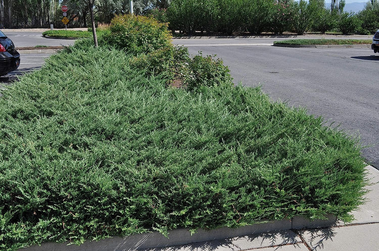 Juniper Bar Harbor - Live Plants - Juniperus Horizontalis - Drought Tolerant Cold Hardy Evergreen Ground Cover