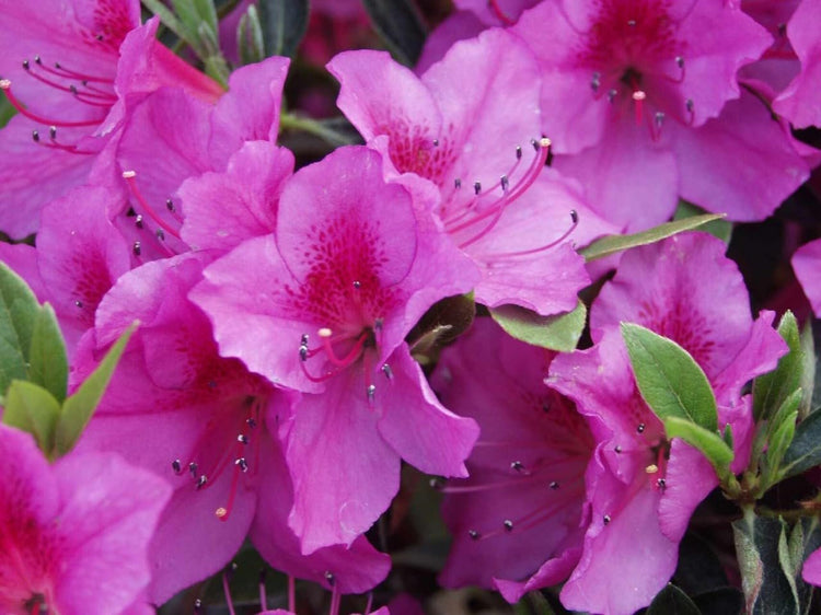 Purple Formosa Azalea | Live Plants | Rhododendron Formosum | Lush Flowering Shrub | Hardy Garden Landscape Accent | Vibrant Spring Blooms