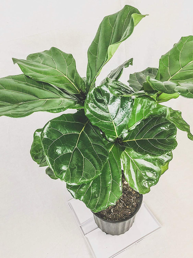 Fiddle Leaf Fig Live Tree | Extra Large Gallon Tree | Beautiful Florist Quality Trendy Indoor Houseplant | Perfect for Home and Office Decor