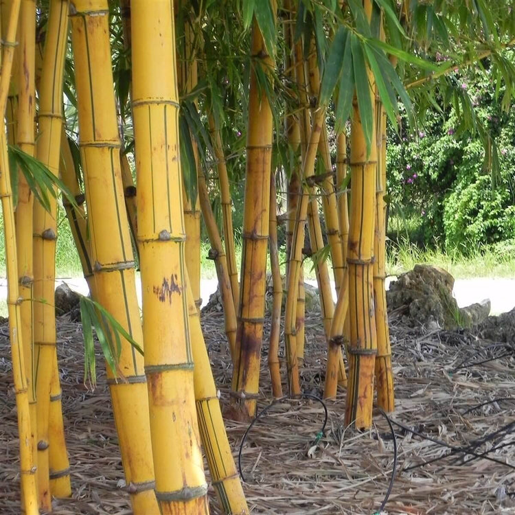 Bambusa Vulgaris Vittata | Live Plant | Golden Hawaiian Bamboo | Beautiful Rare Unique Specimen | Non-Invasive Clumping Bamboo Privacy Screen