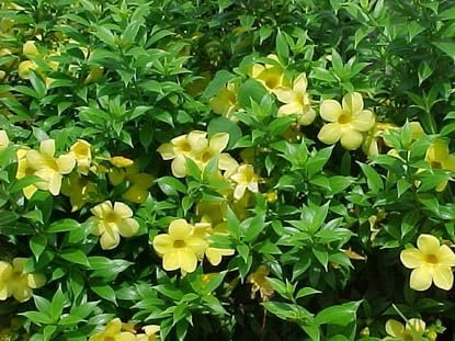 Allamanda Bush | Extra Large 3 Gallon Plants | Allamanda Cathartica | Vibrant Yellow Flowers | Tropical Landscape Accent