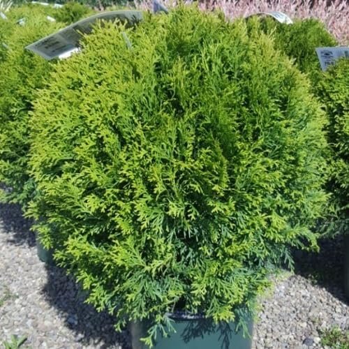 Little Giant Arborvitae | Live Gallon Size Plants | Dwarf Evergreen Shrub, Perfect for Landscaping & Privacy, Low Maintenance, Hardy & Drought Tolerant