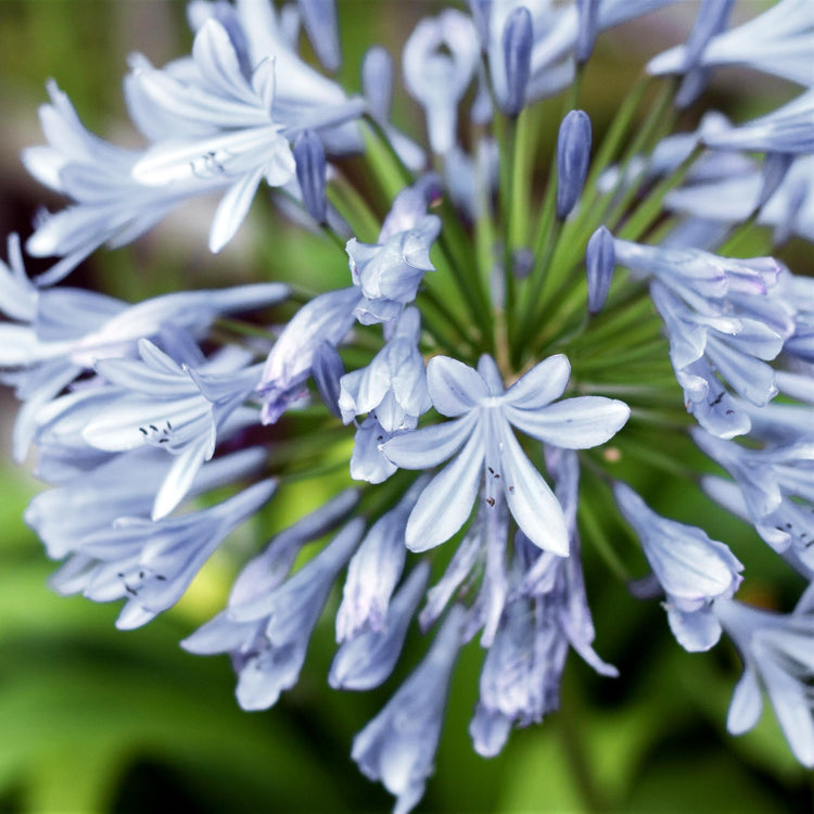 Agapanthus Africanus White | Extra Large Gallon Plants | Vibrant & Hardy Perennial, Lush, Ornamental Plant with Brilliant White Blooms, Ideal for Borders, Containers & Landscape Accents