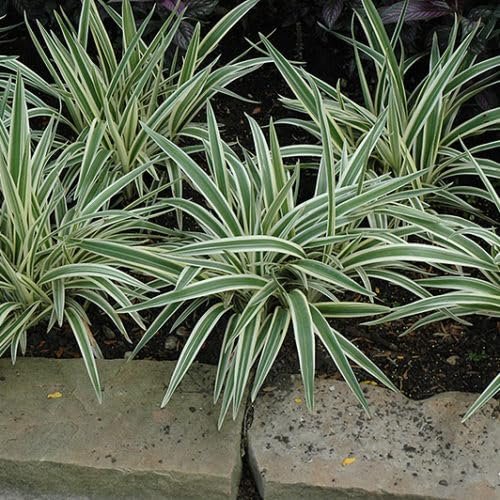 Variegated Flax Lily I Large Gallon Size Plants I Dianella Tasmanica I Live Striking Green and White Foliage, Drought-Resistant, Evergreen Perennial