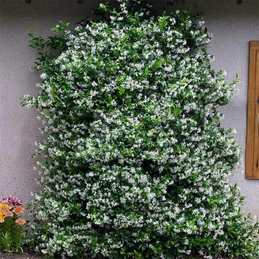 Star Confederate Jasmine I Large Gallon Size Plants I Trachelospermum Jasminoides I Live Fragrant White Star-Shaped Flowers, Perfect for Trellises, Fences, and Arbors