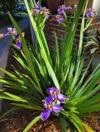 Walking Iris Apostle Plant | Extra Large Gallon Plants | Neomarica gracilis | Tropical Foliage | Easy Care Perennial