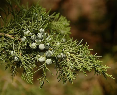 Keteleeri Juniper | Live Quart Size Plants | Stunning Evergreen for Year-Round Beauty, Excellent for Privacy Hedges, Windbreaks, and Ornamental Landscaping, Drought Tolerant