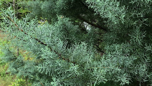 Carolina Sapphire Cypress Tree | Live Plants | Beautiful Evergreen Low Maintenance Cold Hardy Privacy Screen