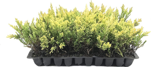 Lime Glow Juniper - Live Plants - Juniperus Horizontalis - Hardy Evergreen Ground Cover