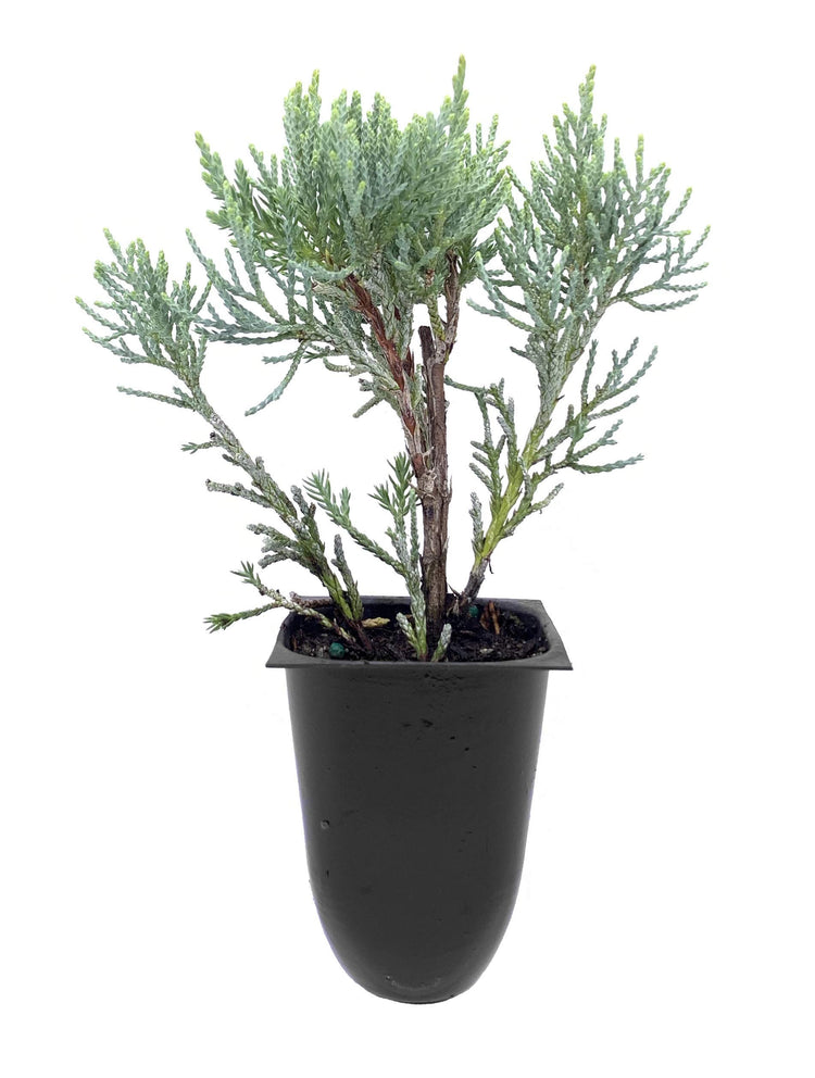 Blue Pfitzer Juniper | Live Plants | Juniperus Chinensis | Drought Tolerant Cold Hardy Evergreen Groundcover