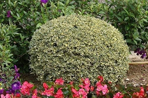 Ligustrum Variegated Sinense | Live Plants | Decorative Ornamental Garden Shrub | Vibrant Foliage for Landscaping and Outdoor Spaces (40 Plants)