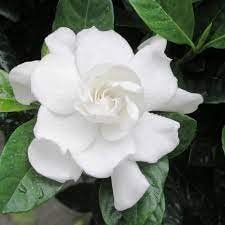 Gardenia Belmont | Extra Large Gallon Plants | Gardenia Augusta 'Belmont' | Lush Blooming | Evergreen Elegance