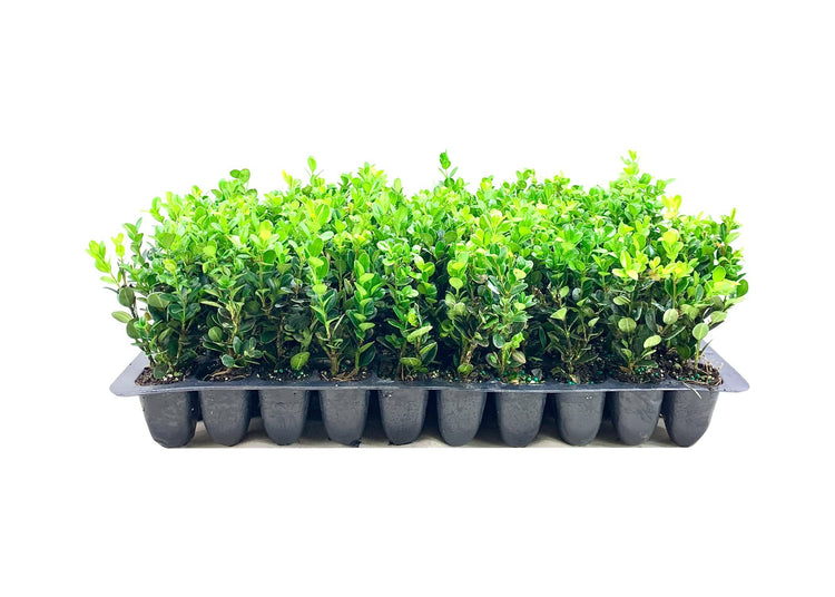 Winter Green Korean Boxwood - Live Plants - Buxus Microphylla - Fast Growing Cold Hardy Formal Evergreen Shrub