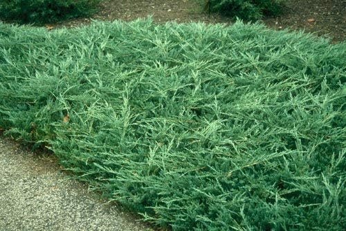 Juniper Bar Harbor - Live Plants - Juniperus Horizontalis - Drought Tolerant Cold Hardy Evergreen Ground Cover