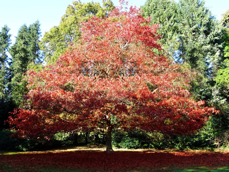 Shumard Red Oak | Large Gallon Size Pots | Quercus Shumardii | Shade Tree | Fast-Growing Landscape Plants