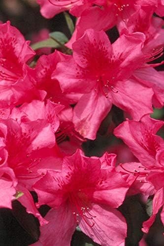 Azalea Southern Charm - Live Plants - Pink Flowering Rhododendron Shrub