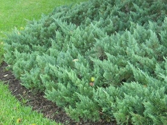 Parsoni Juniper | Extra Large Gallon Plants | Healthy Drought-Resistant Evergreen Shrub - Ideal for Bonsai, Ground Cover, and Outdoor Landscaping – Easy-Growth Variety