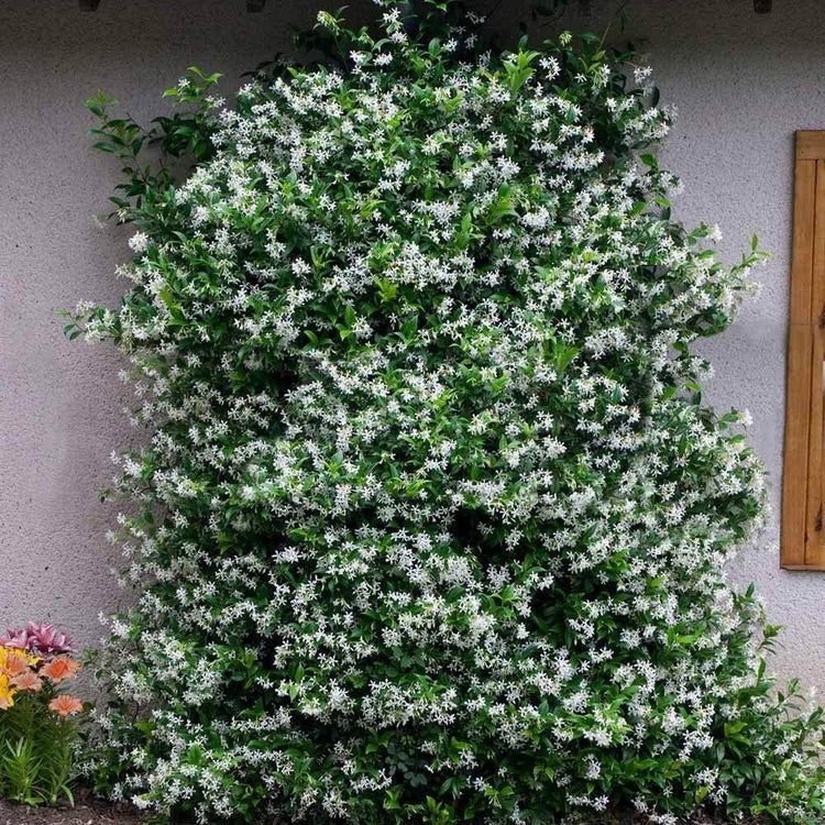 Star Jasmine | Extra Large 3 Gallon Plants | Trachelospermum Jasminoides | Fragrant Climbing Vine | Ideal for Trellises and Arbors