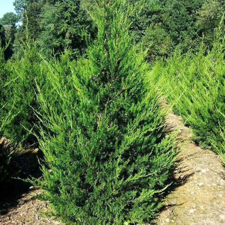 Hetzi Columnar Juniper | Live Gallon Size Trees | Juniperus Chinensis | Drought Tolerant Cold Hardy Evergreen Privacy Plants