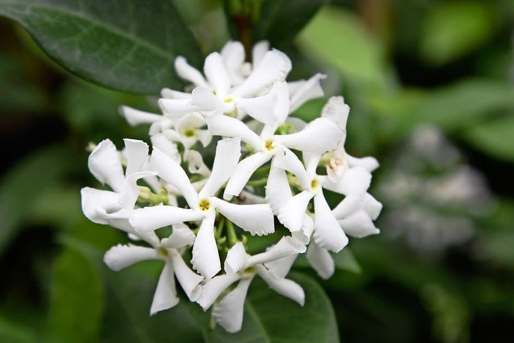 Star Jasmine | Extra Large 3 Gallon Plants | Trachelospermum Jasminoides | Fragrant Climbing Vine | Ideal for Trellises and Arbors