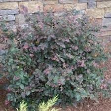 Loropetalum Daruma Dwarf Ruby | Extra Large 3 Gallon Plants | Loropetalum Chinense | Vibrant Foliage | Easy Care