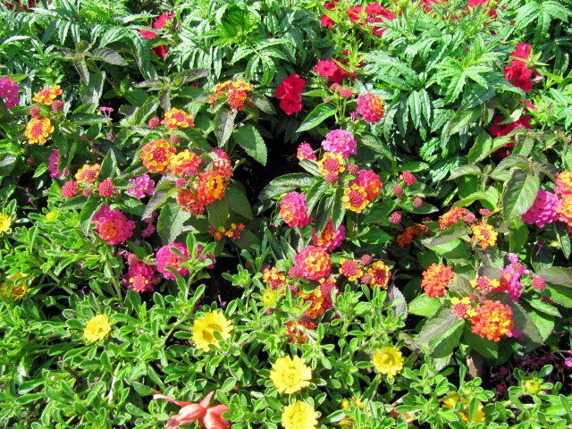 Lantana Confetti | Live Plants | Lantana Camara | Colorful Garden Shrub | Drought Tolerant Perennial Plants